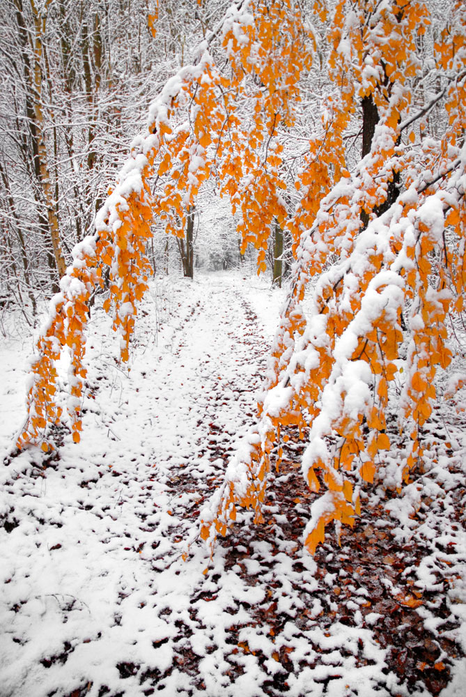 Bernd Weingart – Ode for the Marking Tree No. 1 (2013)