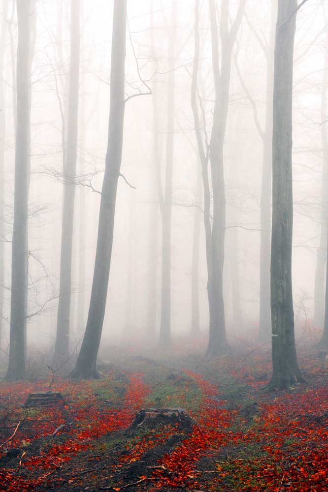 Bernd Weingart – Ode an das Heiligenholz Nr. 1 (2013)