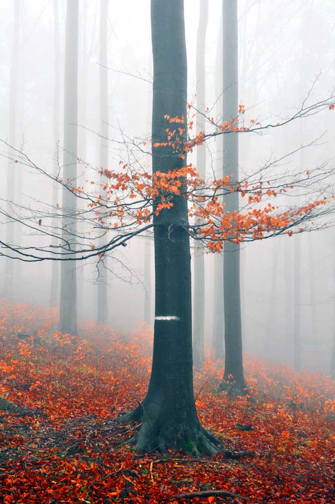 Bernd Weingart – Ode an das Heiligenholz Nr. 2 (2013)