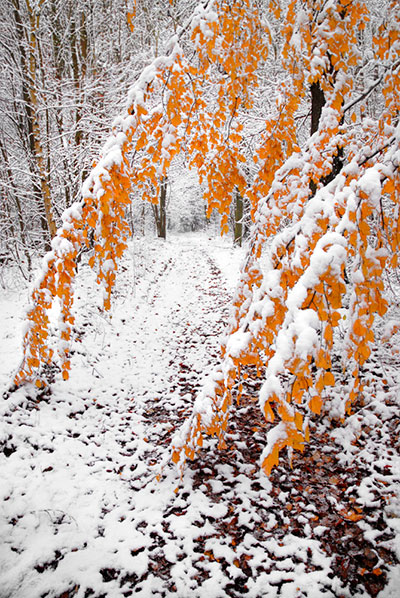 Bernd Weingart – Ode for the Marking Tree No. 1 (2013)