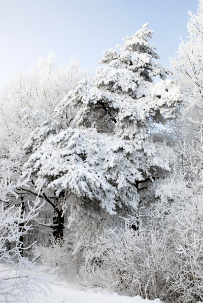 Bernd Weingart – Ode for the Marking Tree No. 2 (2013)
