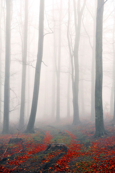 Bernd Weingart – Ode an das Heiligenholz Nr. 1 (2013)