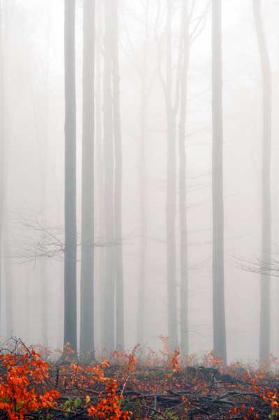 Bernd Weingart – Ode an das Heiligenholz Nr. 3 (2013)