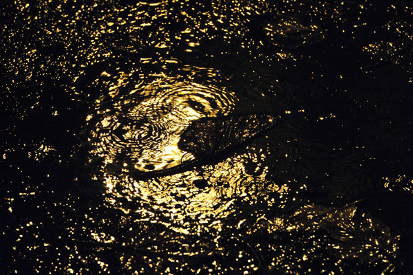 The Light in the Depths 207
