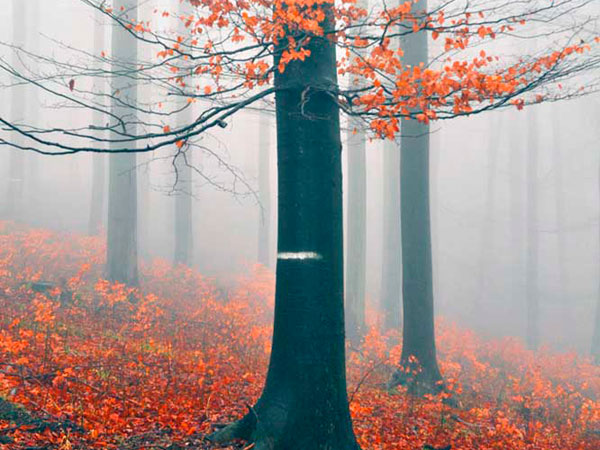 Paysage , Bois sacré
