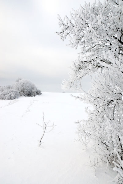 Landscape, Ice meadow
