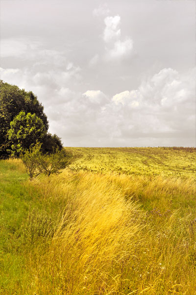 Landscape, On the field path